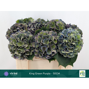 King Green Purple - 50CM