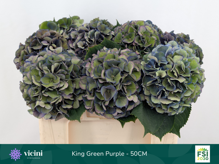 <h4>King Green Purple - 50CM</h4>