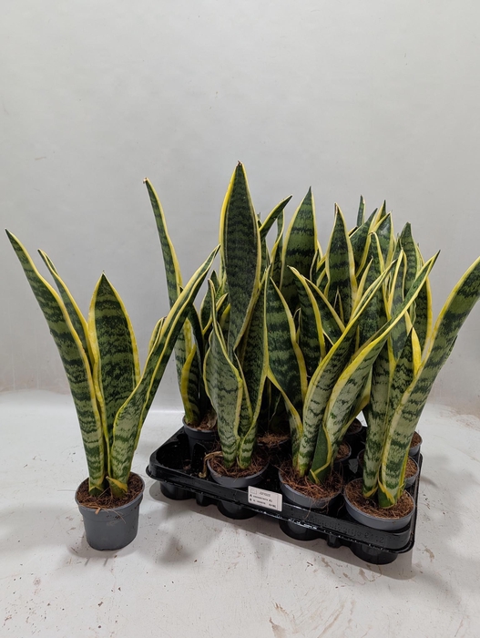 <h4>SANSEV LAURENTII</h4>