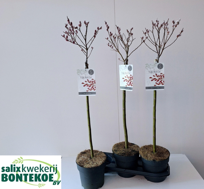 <h4>SALIX MT. ASO</h4>