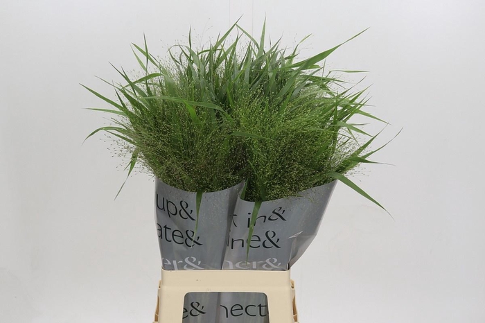 <h4>Panic Vi Fontaine</h4>