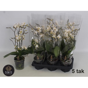 Phalaenopsis MF Soft Cloud 12Ø 50cm 5st 75fl