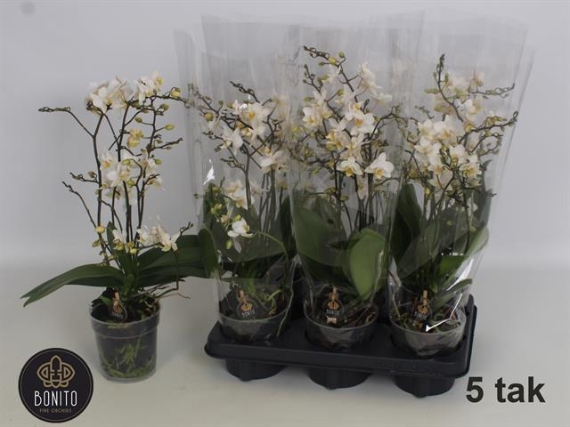 Phalaenopsis MF Soft Cloud 12Ø 50cm 5st 75fl