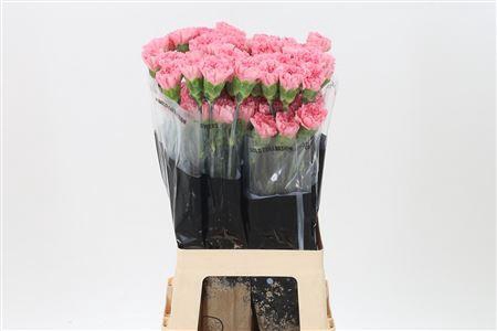 <h4>Di St Kaori</h4>