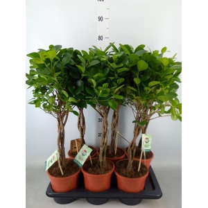 Ficus microcarpa 'Moclame'