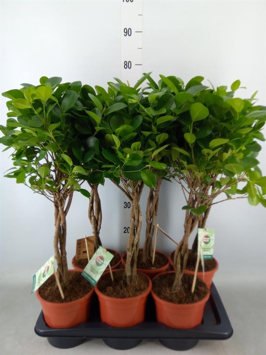 <h4>Ficus microcarpa 'Moclame'</h4>