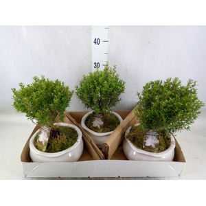 Arr.   Tuinplanten H%