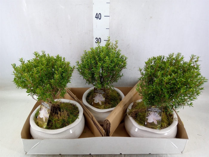 <h4>Arr.   Tuinplanten H%</h4>