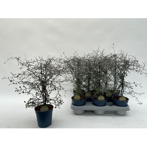 COROKIA COTONEASTER