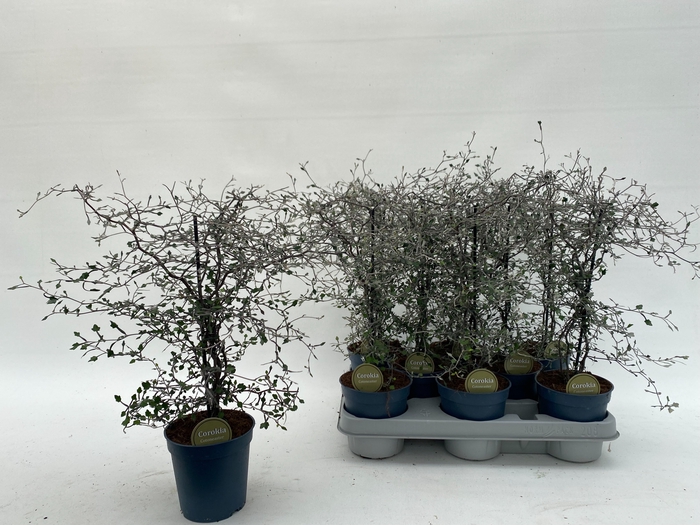 <h4>COROKIA COTONEASTER</h4>