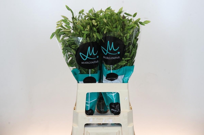 <h4>Chasmanthium Green</h4>