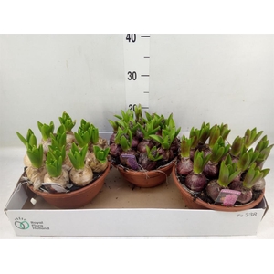 Hyacinthus orie. 'Pearl'  ...mix  3