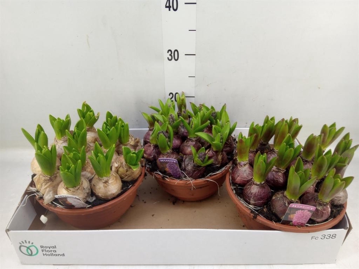 <h4>Hyacinthus orie. 'Pearl' ...mix 3</h4>