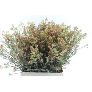 Chamelaucium Adi Knop