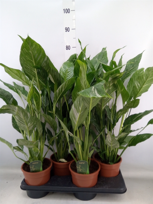 <h4>Spathiphyllum  'Diamond'</h4>