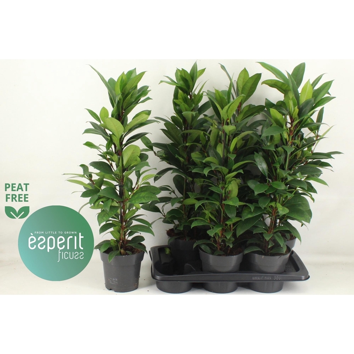 <h4>Ficus cyathistipula Compacta 17Ø 75cm 3pp</h4>