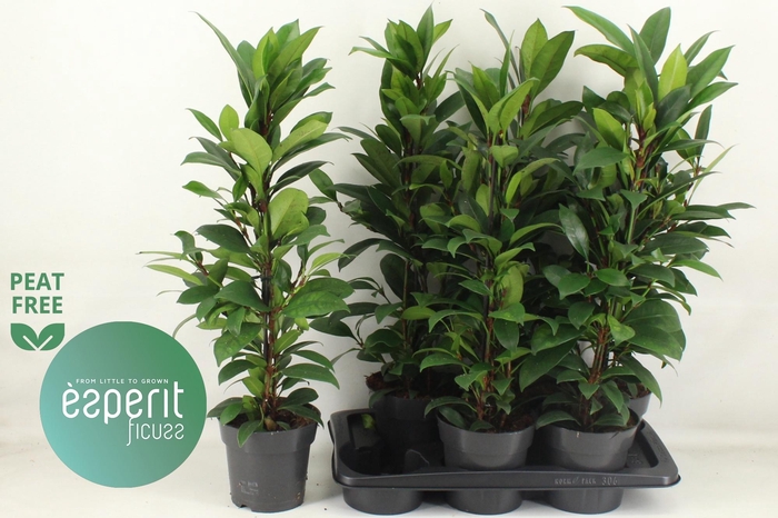 Ficus cyathistipula Compacta 17Ø 75cm 3pp