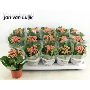 KALAN CALAN LUIJK AUDREY P9