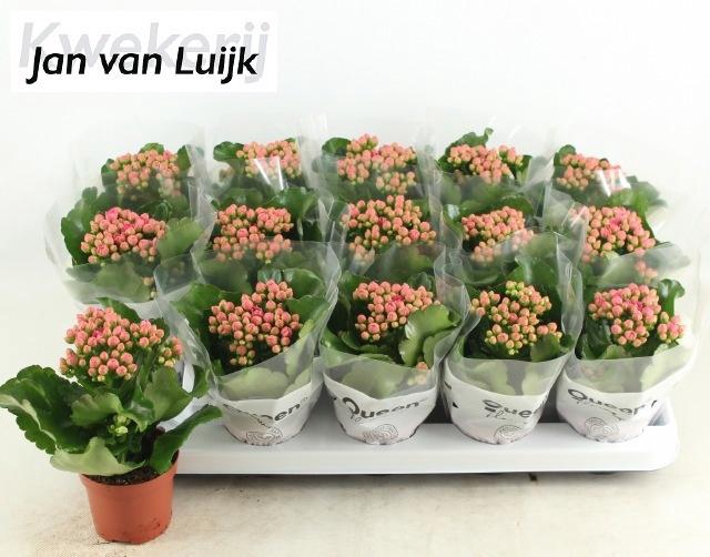 <h4>KALAN CALAN LUIJK AUDREY P9</h4>