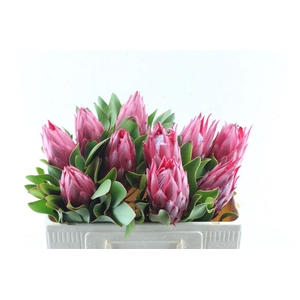 Protea Cy Madiba C