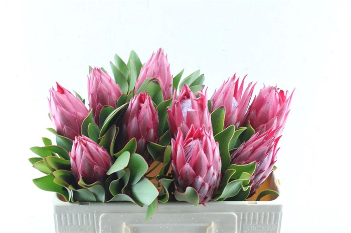<h4>Protea Cy Madiba C</h4>