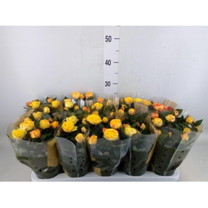 Rosa  'Sunstar Kordana Grande'