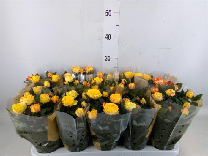 <h4>Rosa  'Sunstar Kordana Grande'</h4>