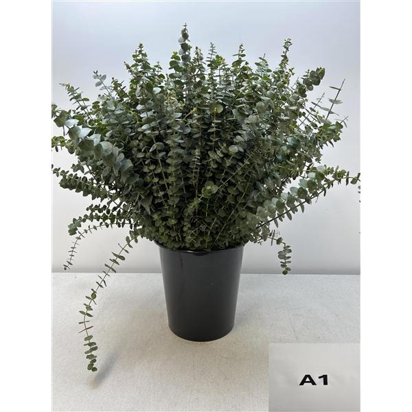 <h4>EUC BABY BLUE PER STEEL</h4>