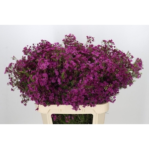 Chamelaucium Purple Rain