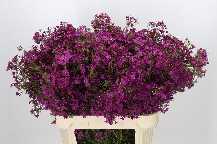 <h4>Chamelaucium Purple Rain</h4>
