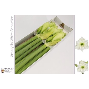 Hippeastrum White Sensation