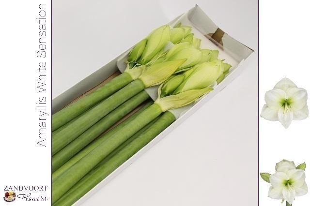 Hippeastrum White Sensation