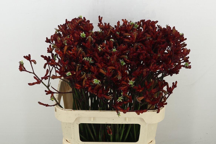 <h4>Anigoz Red Velvet</h4>