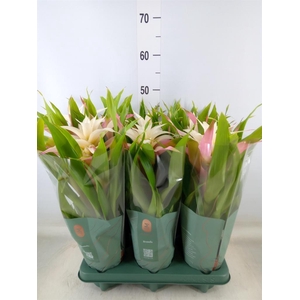 Guzmania  'Deseo Magical White'