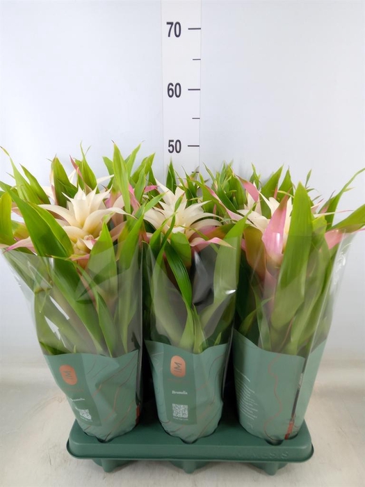 <h4>Guzmania  'Deseo Magical White'</h4>