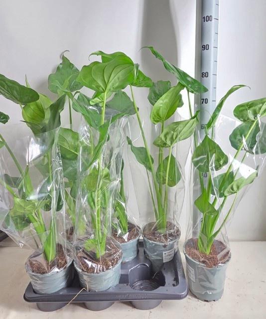 <h4>ALOC CUCULLATA</h4>