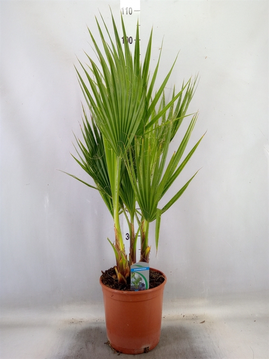 <h4>Washingtonia filifera</h4>