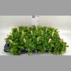 Pilea depressa