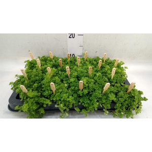 Pilea depressa