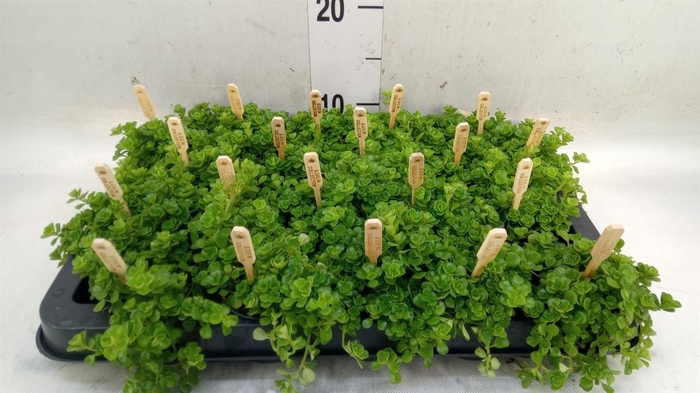 <h4>Pilea depressa</h4>