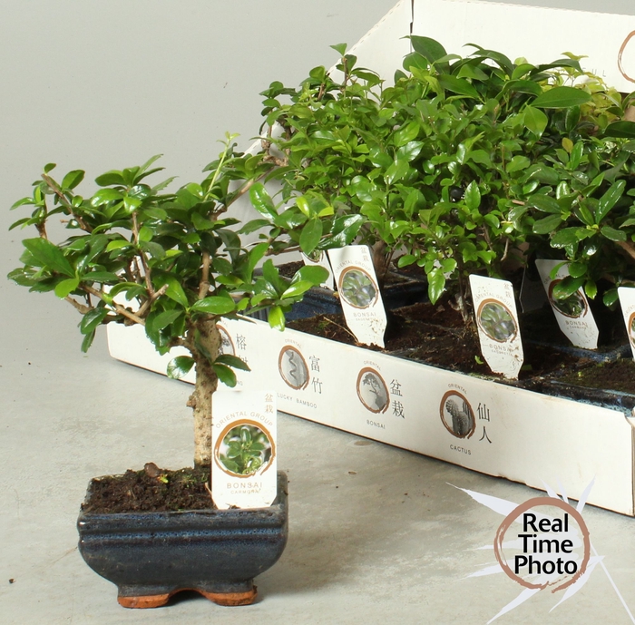 <h4>BONSAI GEM</h4>