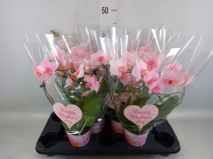 <h4>Phalaenopsis   ...</h4>