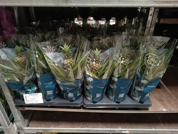 <h4>Ananas Mi Amigo</h4>