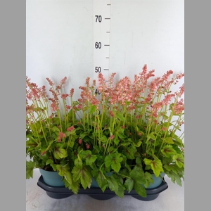 Heucherella  'Pink Revolution'