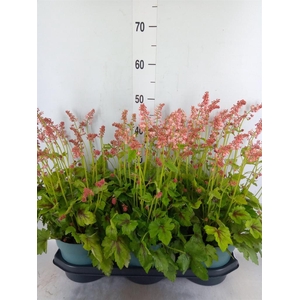 Heucherella  'Pink Revolution'