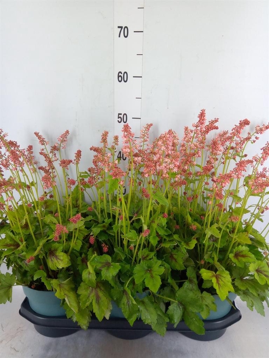 <h4>Heucherella  'Pink Revolution'</h4>