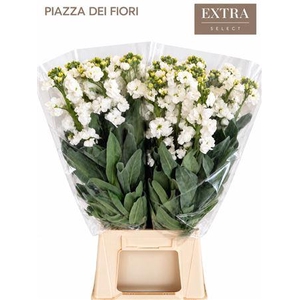 MATTHIOLA IRON WHITE GLORIA