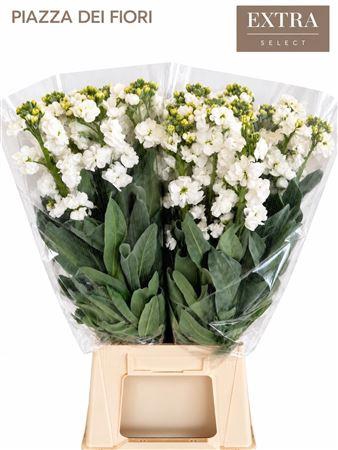 <h4>MATTHIOLA IRON WHITE GLORIA</h4>