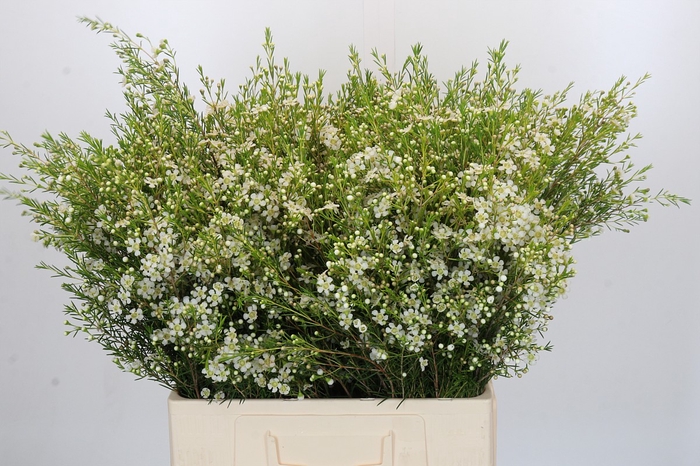 Chamelaucium Ofir
