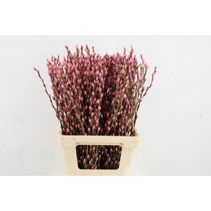 Salix Snowflake 70cm L.Pink